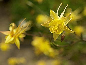 传闻：《猎天使魔女3》将于10月28日发售